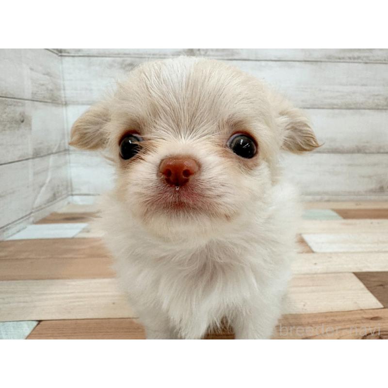 販売中の新潟県のチワワ(ロングコート)-429181の2枚目