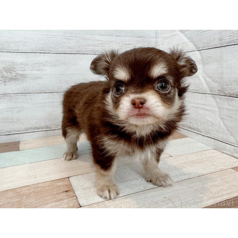 販売中の新潟県のチワワ(ロングコート)-429182の5枚目