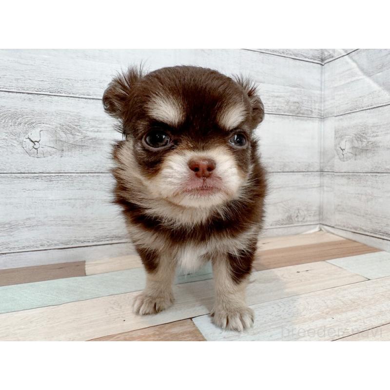 販売中の新潟県のチワワ(ロングコート)-429182の4枚目