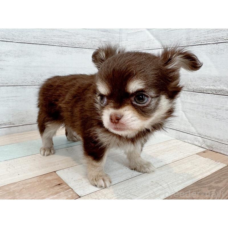 販売中の新潟県のチワワ(ロングコート)-429182の3枚目