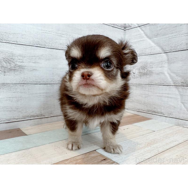 販売中の新潟県のチワワ(ロングコート)-429182の2枚目