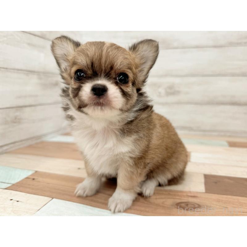 販売中の新潟県のチワワ(ロングコート)-429183の5枚目