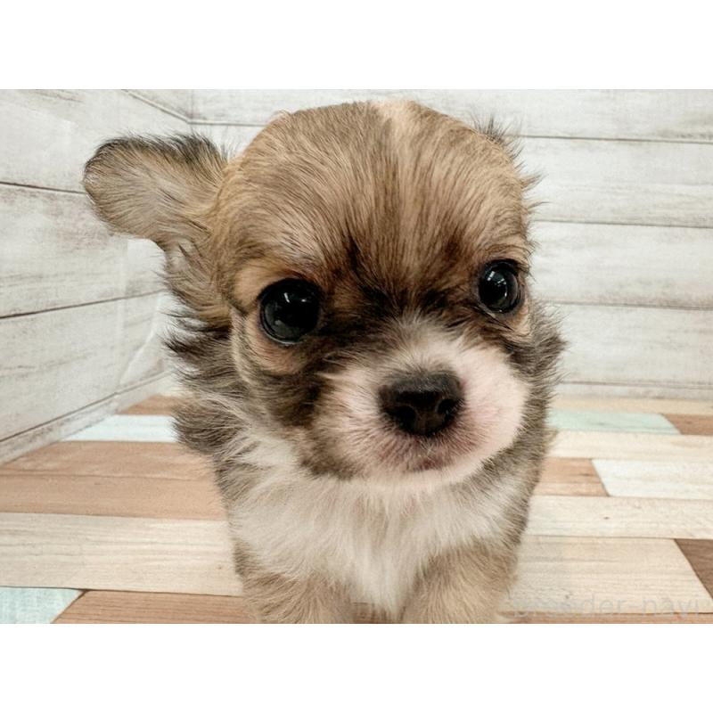 販売中の新潟県のチワワ(ロングコート)-429183の4枚目