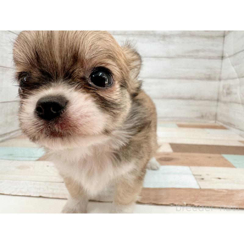 販売中の新潟県のチワワ(ロングコート)-429183の3枚目