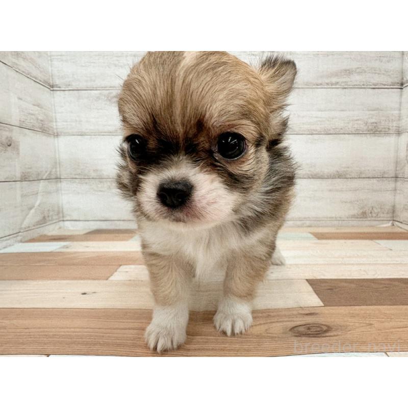 販売中の新潟県のチワワ(ロングコート)-429183の2枚目