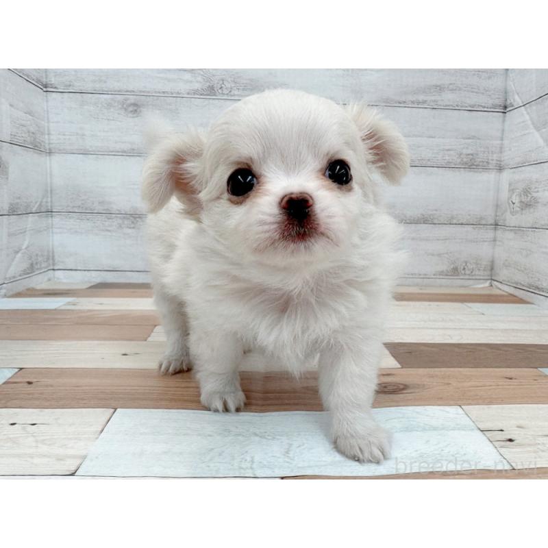 販売中の新潟県のチワワ(ロングコート)-429184の5枚目