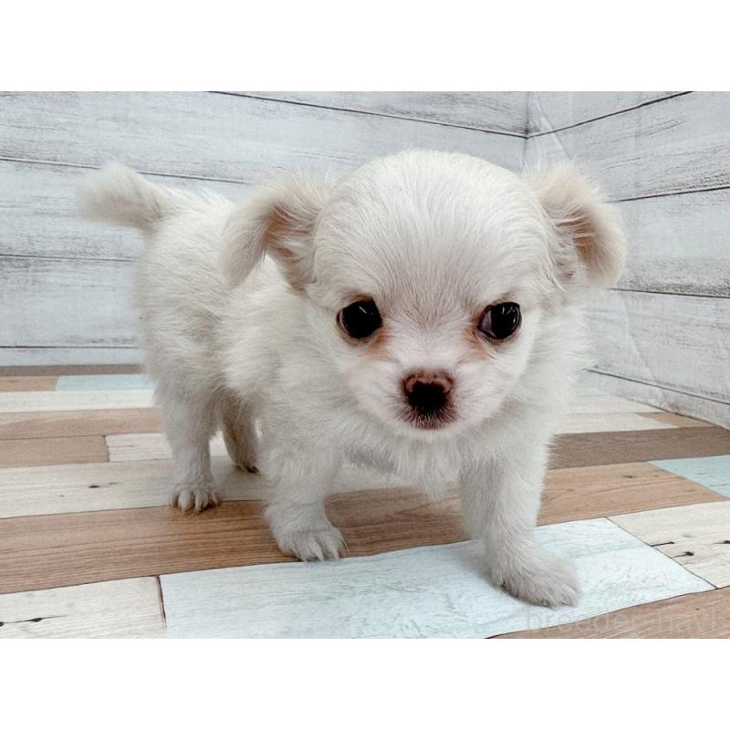 販売中の新潟県のチワワ(ロングコート)-429184の4枚目