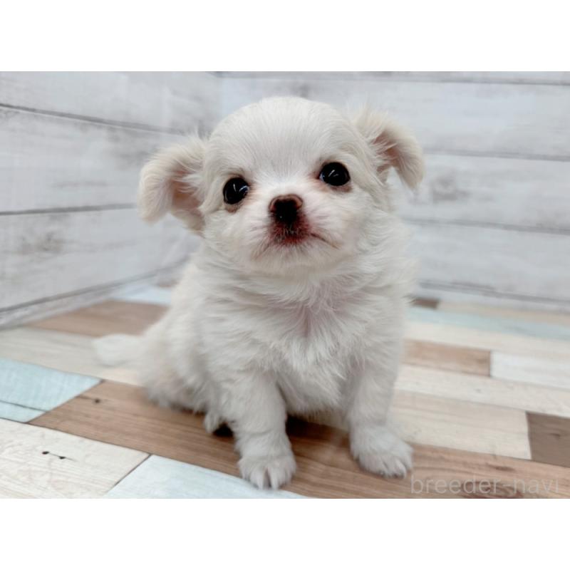 販売中の新潟県のチワワ(ロングコート)-429184の3枚目