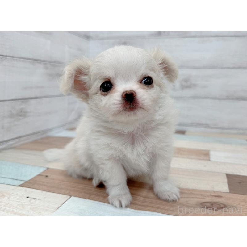 販売中の新潟県のチワワ(ロングコート)-429184の2枚目