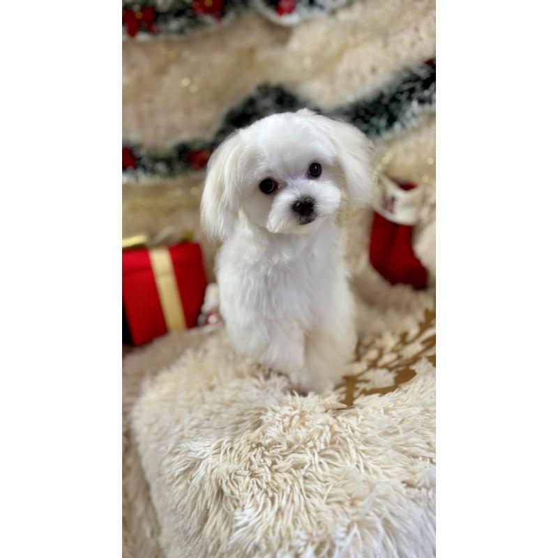 成約済の長野県のマルチーズ-402011の2枚目