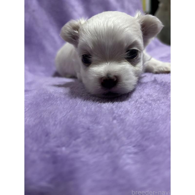 成約済の福岡県のマルチーズ-425023の4枚目