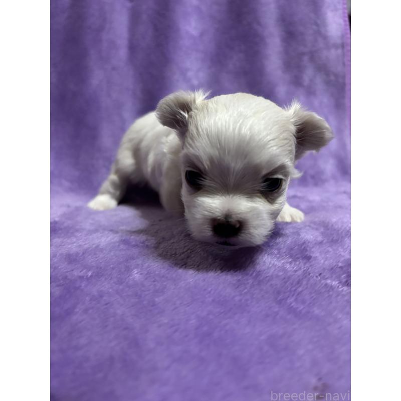 成約済の福岡県のマルチーズ-425023の3枚目