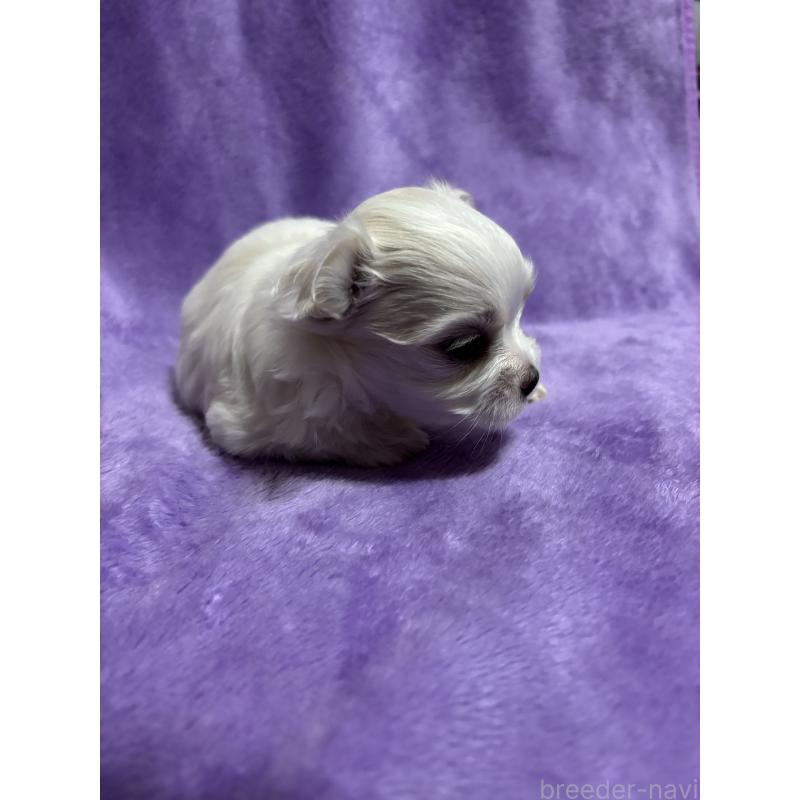 成約済の福岡県のマルチーズ-425023の2枚目