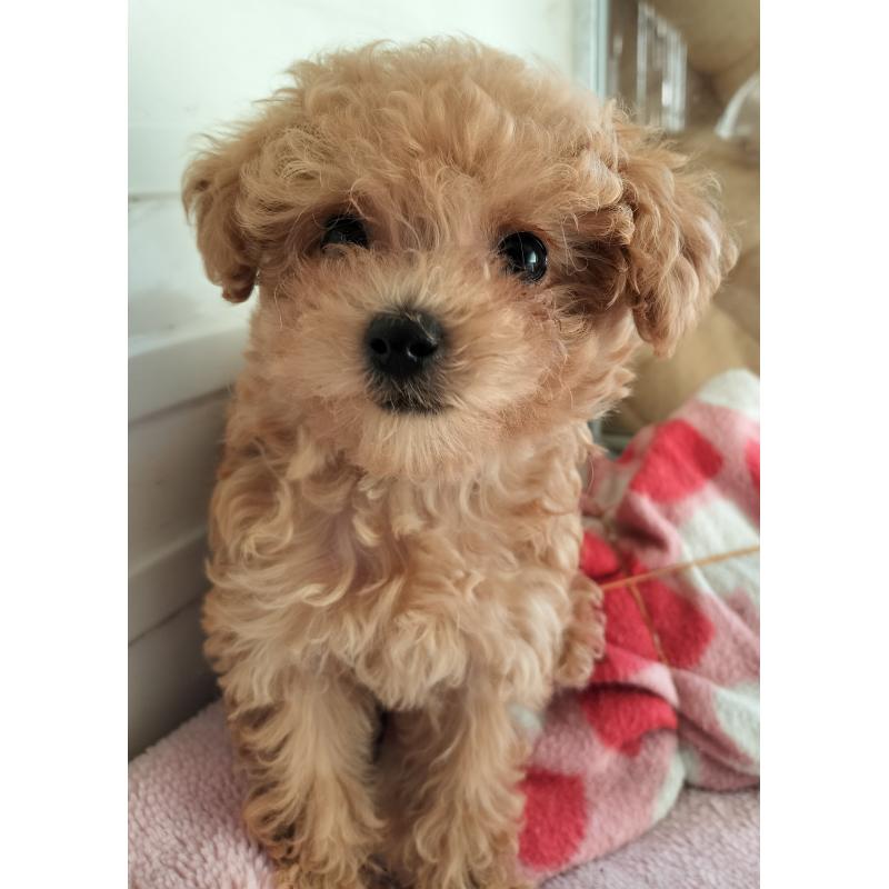 商談中の栃木県のトイプードル-422158の2枚目