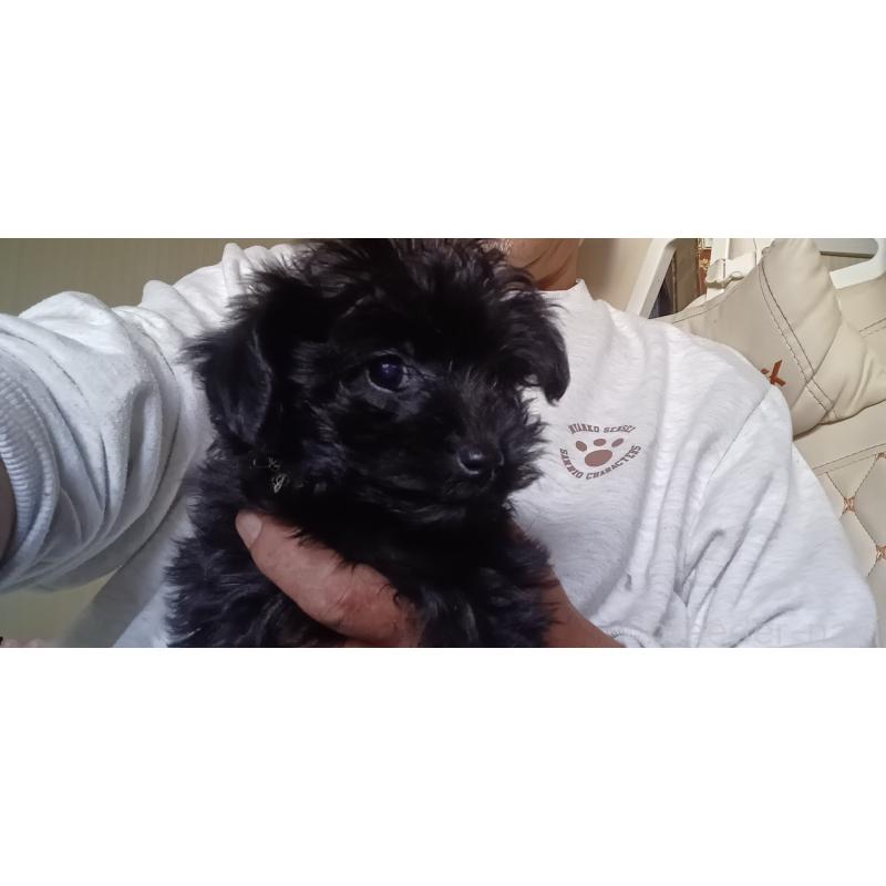 販売中の福井県のヨープー:ヨークシャーテリア×トイプードル-429185の5枚目