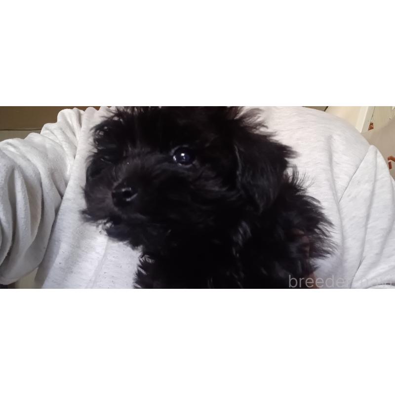 販売中の福井県のヨープー:ヨークシャーテリア×トイプードル-429185の4枚目