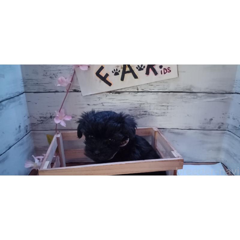 販売中の福井県のヨープー:ヨークシャーテリア×トイプードル-429185の3枚目