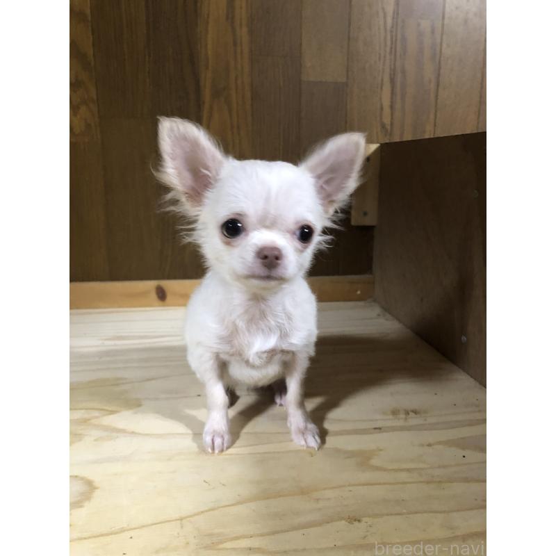 販売中の兵庫県のチワワ(ロングコート)-413797の12枚目