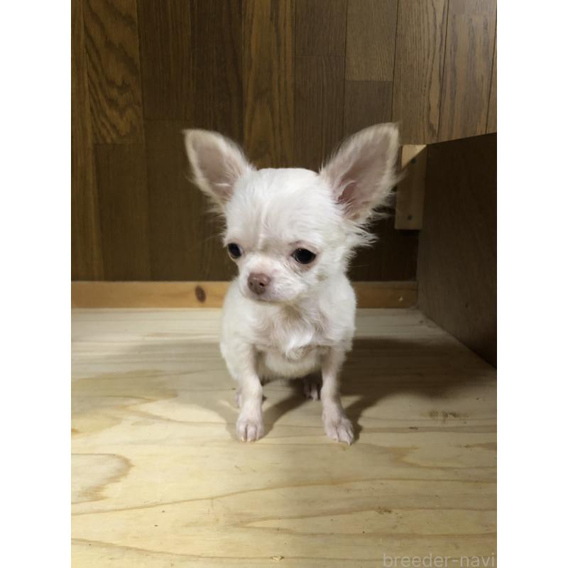 販売中の兵庫県のチワワ(ロングコート)-413797の11枚目