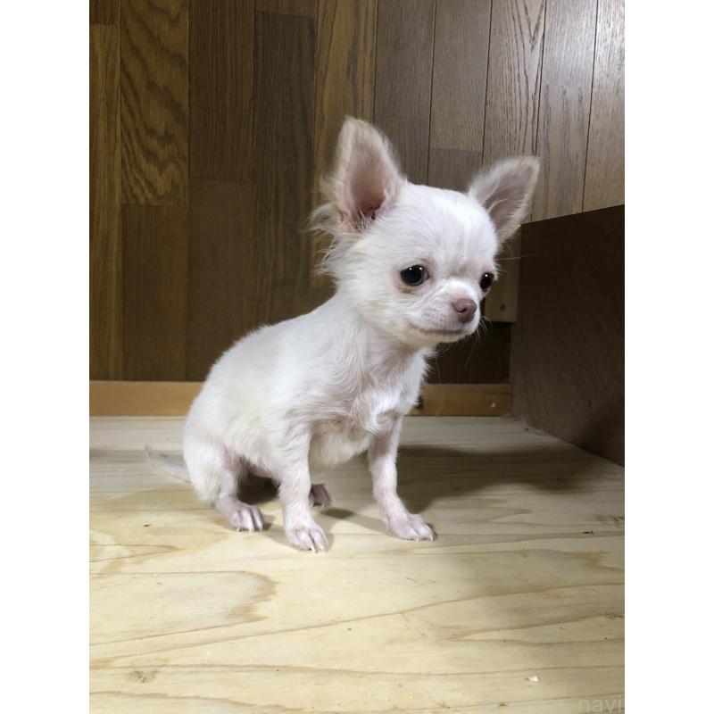 販売中の兵庫県のチワワ(ロングコート)-413797の10枚目