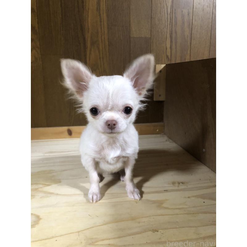 販売中の兵庫県のチワワ(ロングコート)-413797