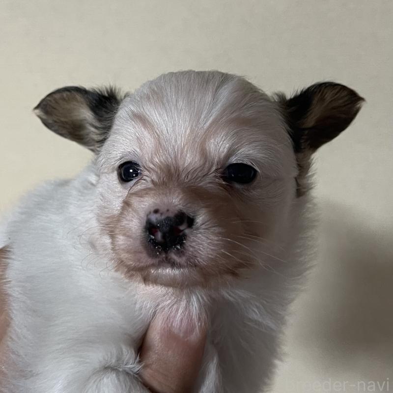 販売中の岡山県のパピヨン-422216の5枚目