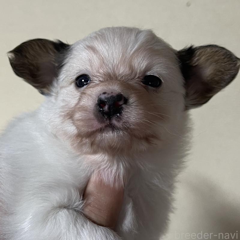 販売中の岡山県のパピヨン-422216の4枚目