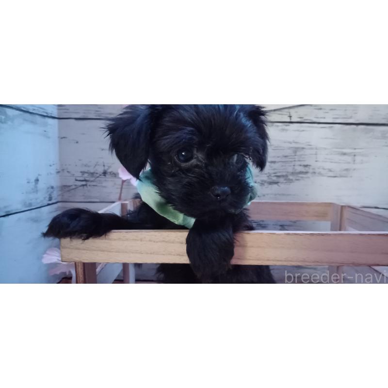 販売中の福井県のヨープー:ヨークシャーテリア×トイプードル-429186の6枚目