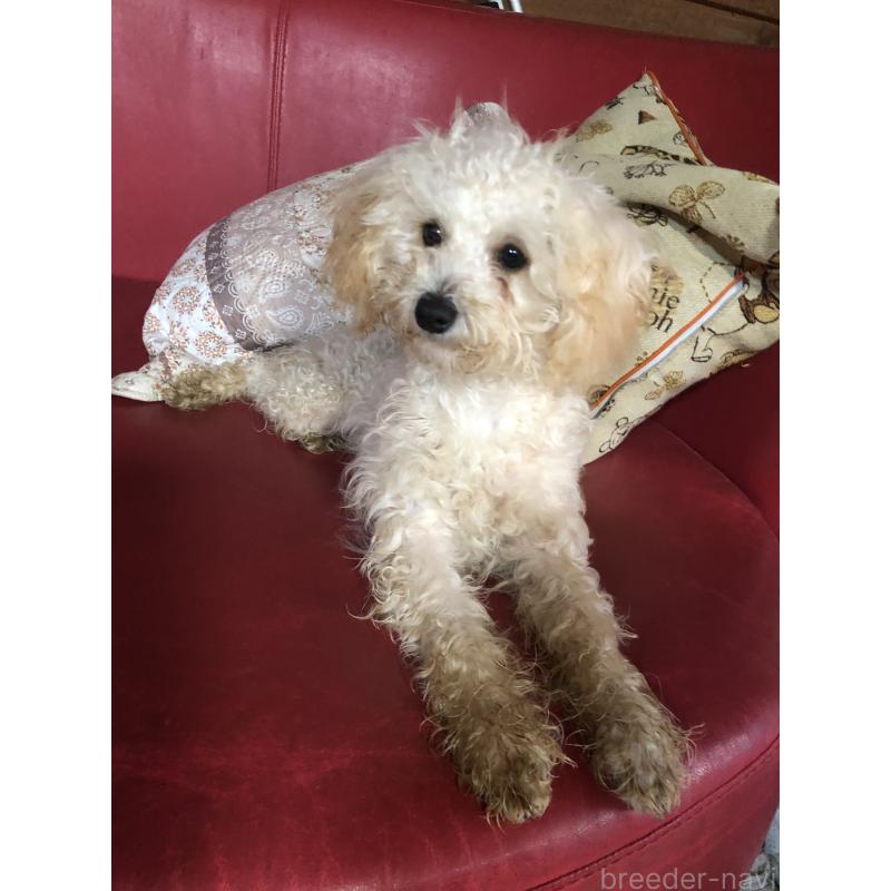 成約済の兵庫県のトイプードル-394924の4枚目