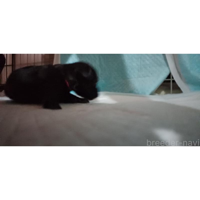 販売中の福井県のヨープー:ヨークシャーテリア×トイプードル-429186の2枚目