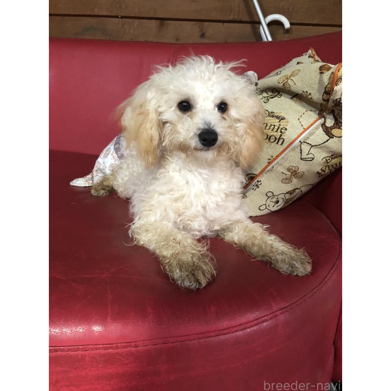 成約済の兵庫県のトイプードル-394924の3枚目