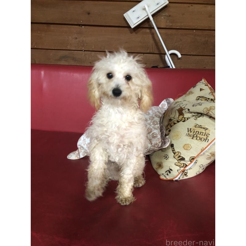 成約済の兵庫県のトイプードル-394924の2枚目