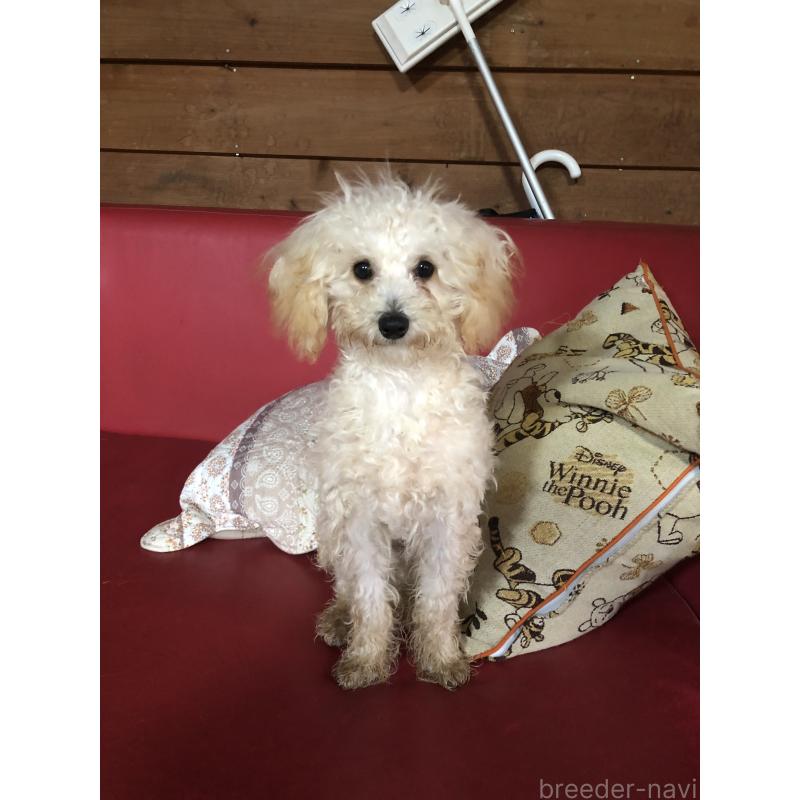 販売中の兵庫県のトイプードル-394924