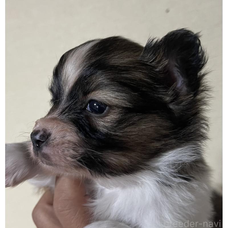 販売中の岡山県のパピヨン-422217の5枚目