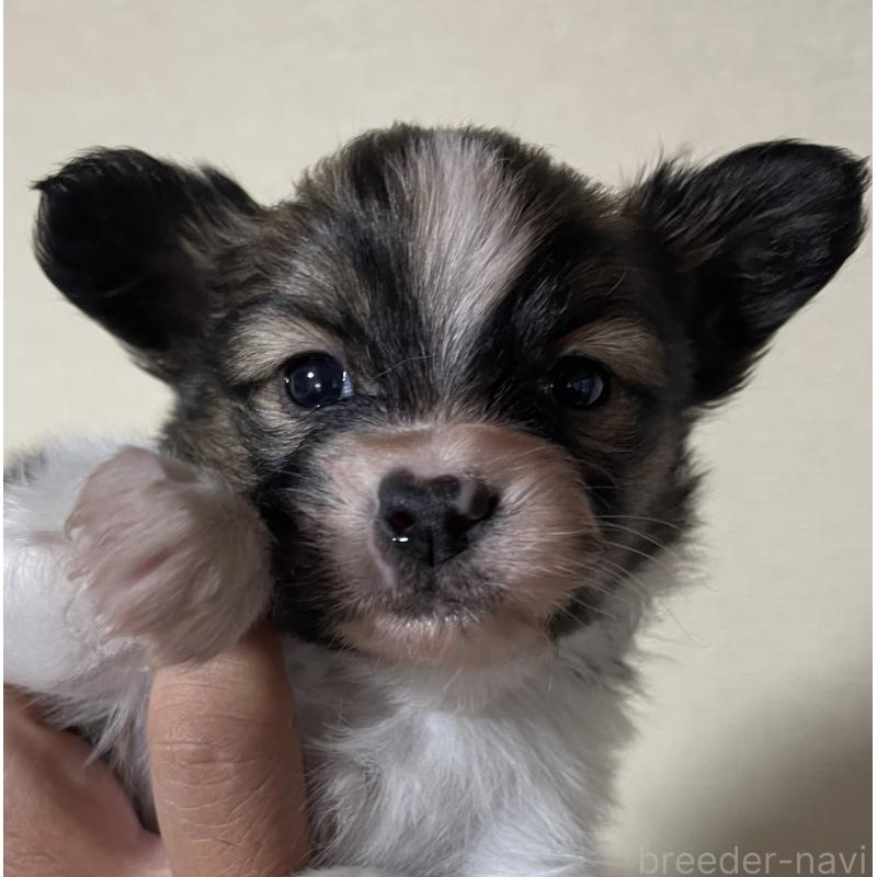 販売中の岡山県のパピヨン-422217の4枚目