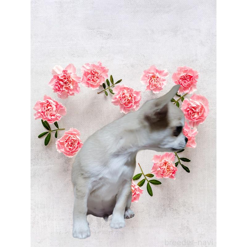 成約済の静岡県のチワワ(スムースコート)-414762の9枚目