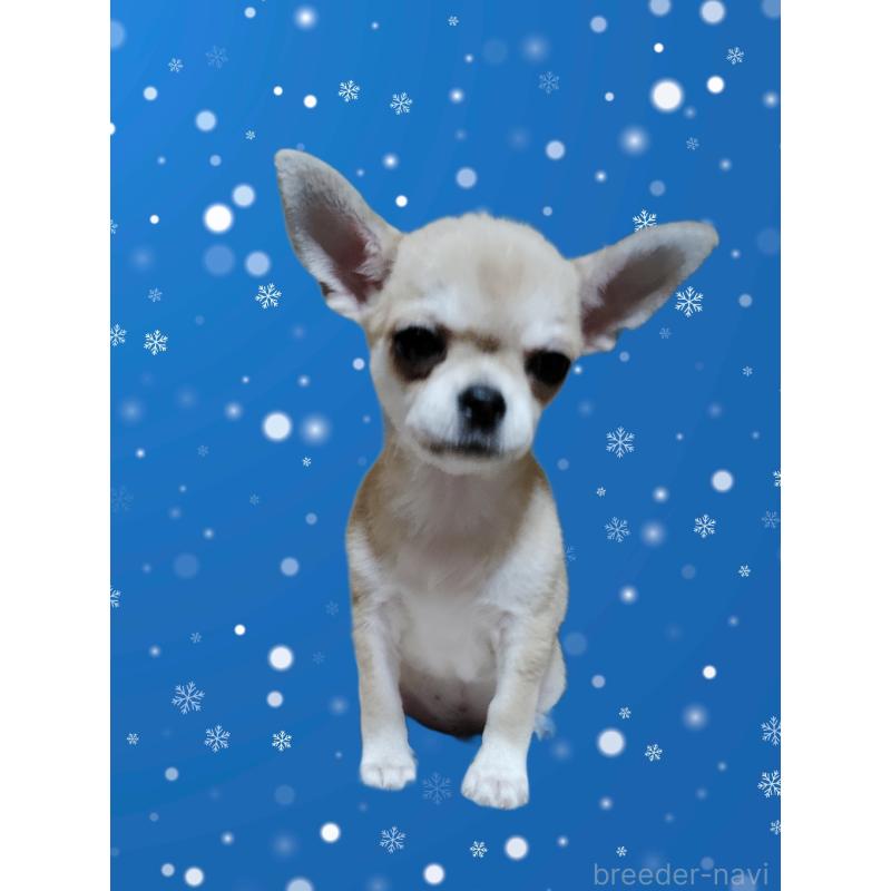 成約済の静岡県のチワワ(スムースコート)-414762の8枚目