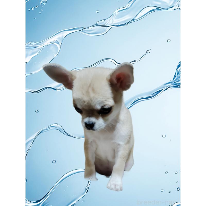 成約済の静岡県のチワワ(スムースコート)-414762の7枚目