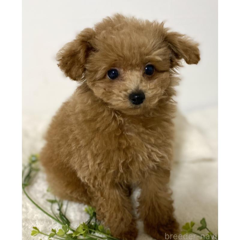 販売中の静岡県のトイプードル-429187の5枚目