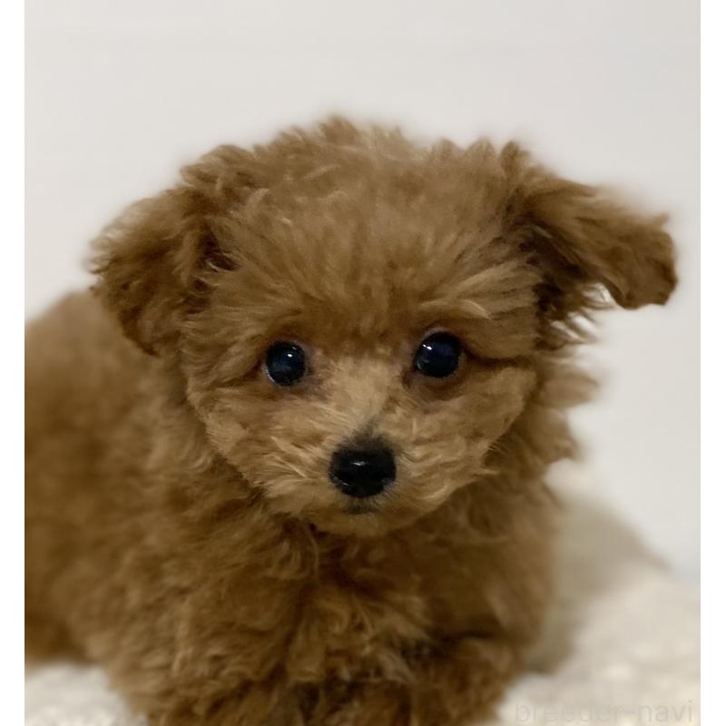 販売中の静岡県のトイプードル-429187の4枚目