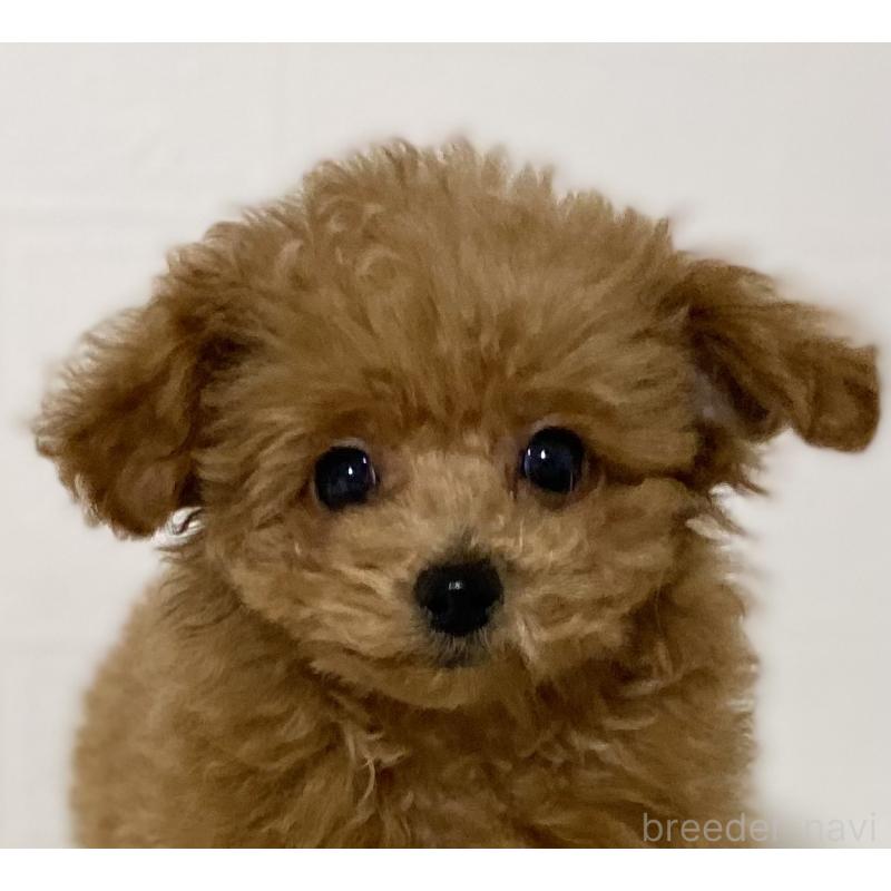 販売中の静岡県のトイプードル-429187の3枚目