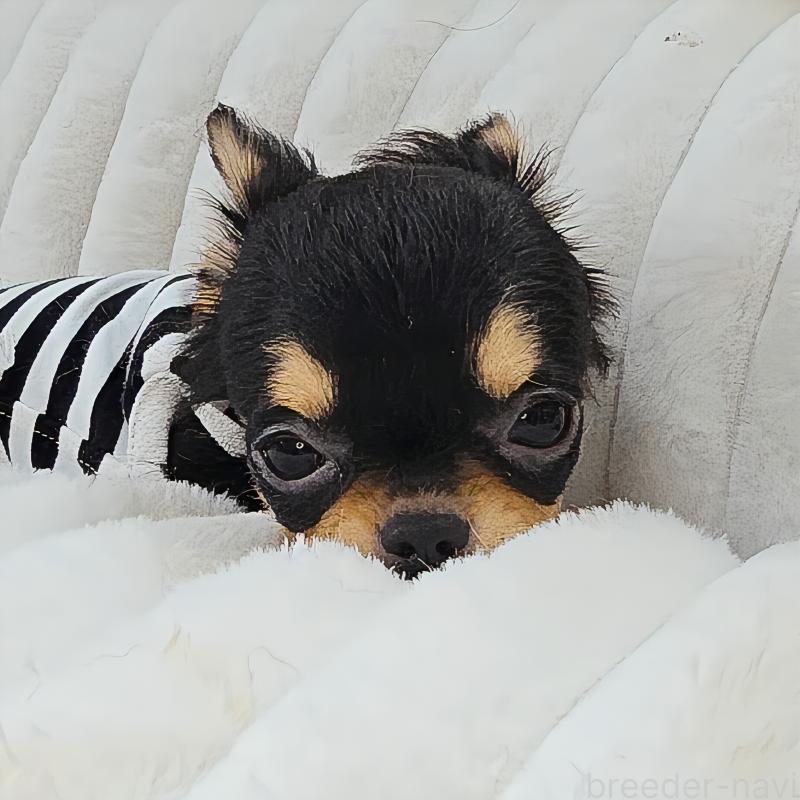 販売中の東京都のチワワ(ロングコート)-423308