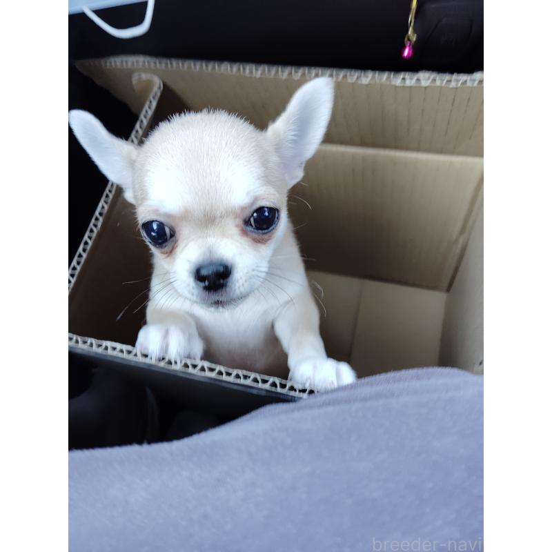 成約済の静岡県のチワワ(スムースコート)-414762の6枚目