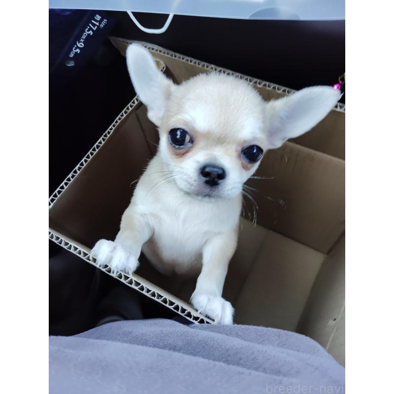 成約済の静岡県のチワワ(スムースコート)-414762の5枚目