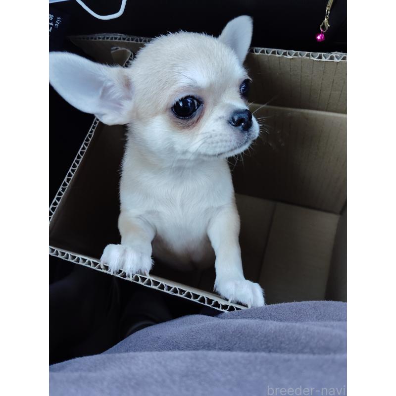 成約済の静岡県のチワワ(スムースコート)-414762の4枚目