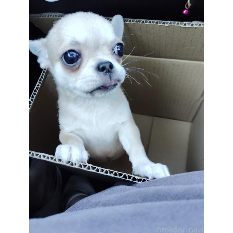 成約済の静岡県のチワワ(スムースコート)-414762の3枚目