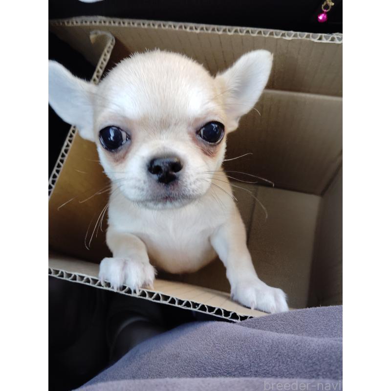 成約済の静岡県のチワワ(スムースコート)-414762の2枚目