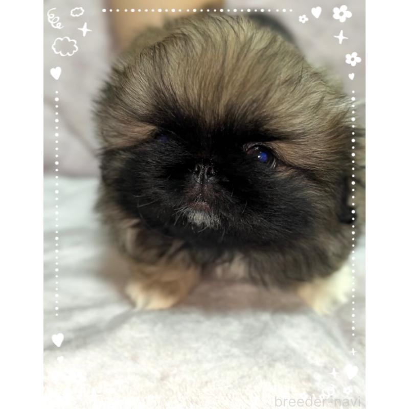 販売中の北海道のペキニーズ-429188の5枚目