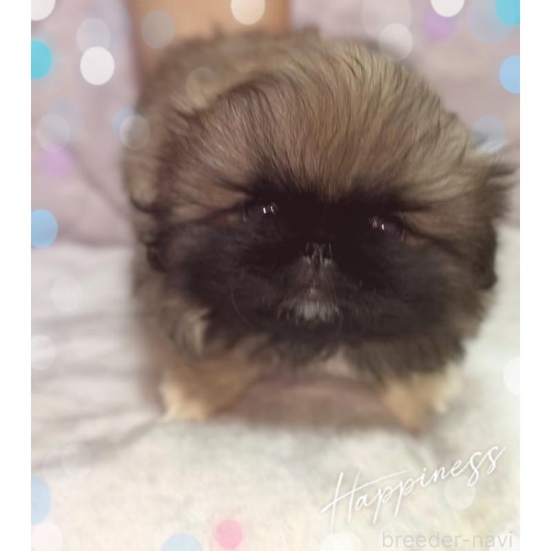 販売中の北海道のペキニーズ-429188の4枚目