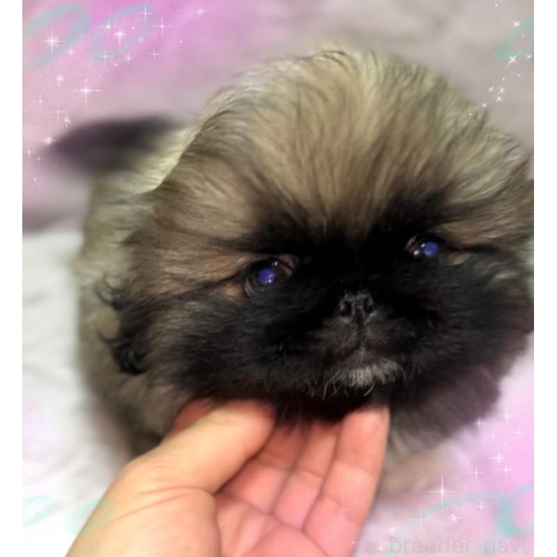 販売中の北海道のペキニーズ-429188の3枚目